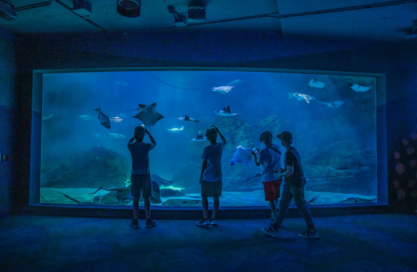 Quatre personnes devant les aquariums de raies de l’Aquarium Ripley de Toronto sous une lumière bleue