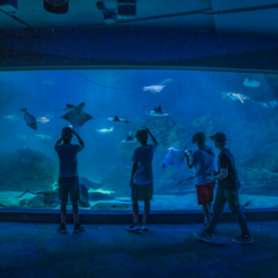 Quatre personnes devant les aquariums de raies de l’Aquarium Ripley de Toronto sous une lumière bleue